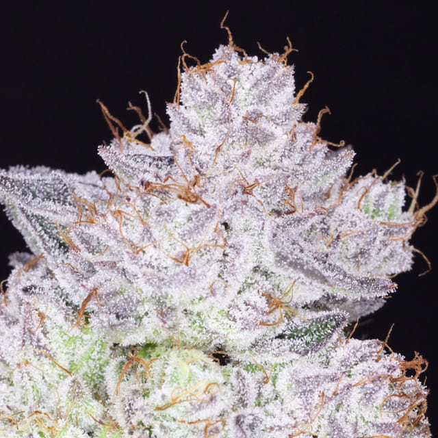 MarshMELLOW JAH (LA Confidential x OG Kush)
