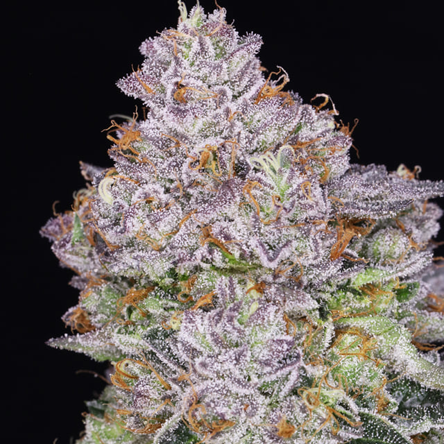 JAH OG KUSH 🌉 (SFV OG Backcross)
