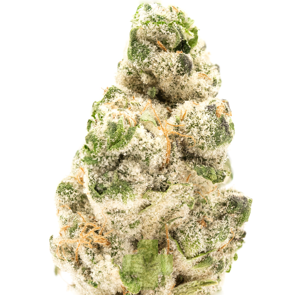 SEED JUNKY: Banana Fruz