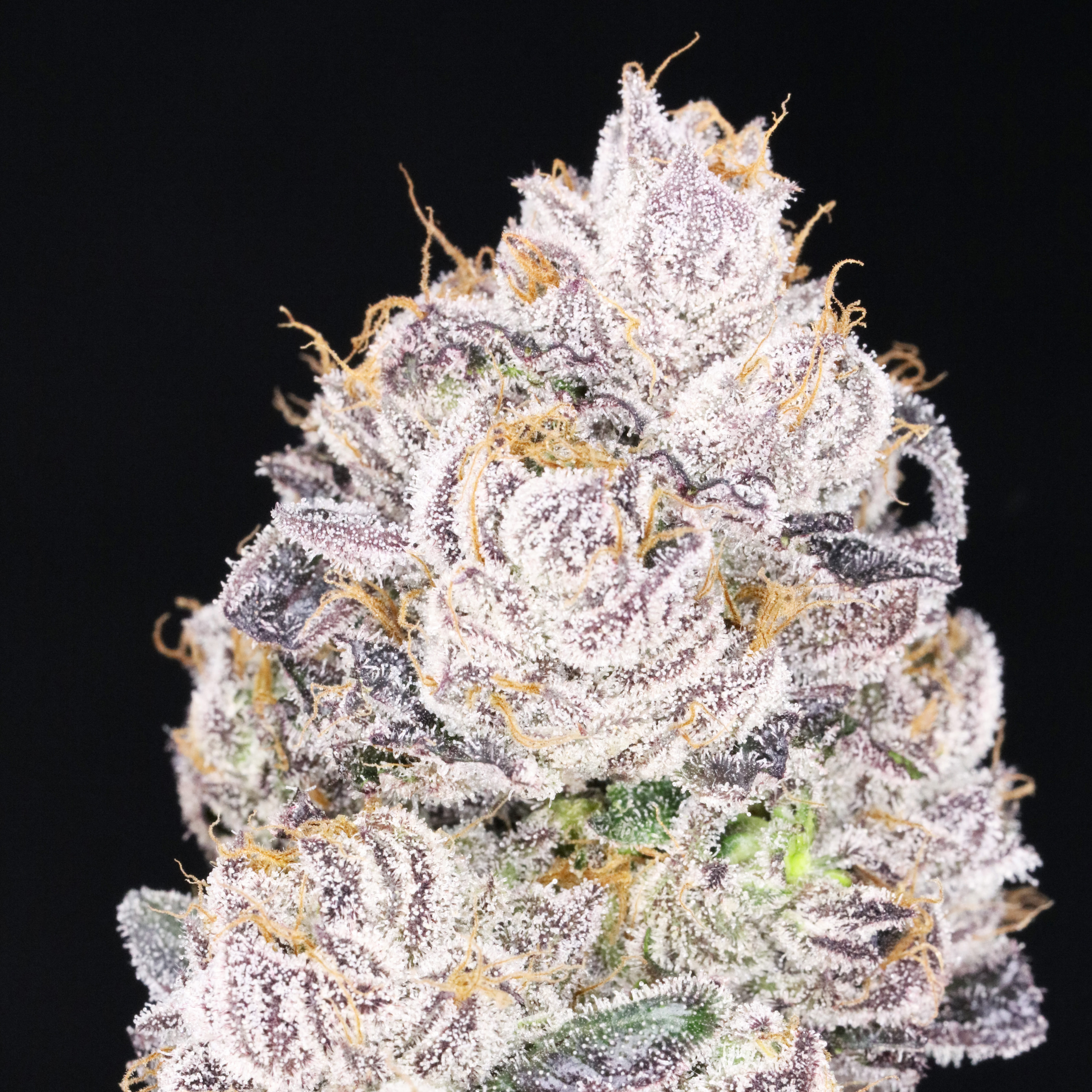 🔥 $79 FULL OUNCE SPECIAL 🔥$49 HALF OUNCE SPECIAL *** INDOOR