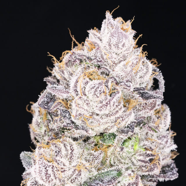 Black Cherry Gelato 🎒- Backpack Boyz cut
