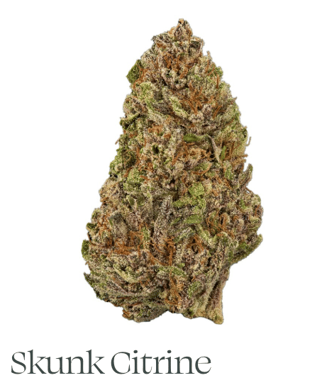 Skunk Citrine (SD) - Sun Roots Farm - eighth - $24 - Flowers