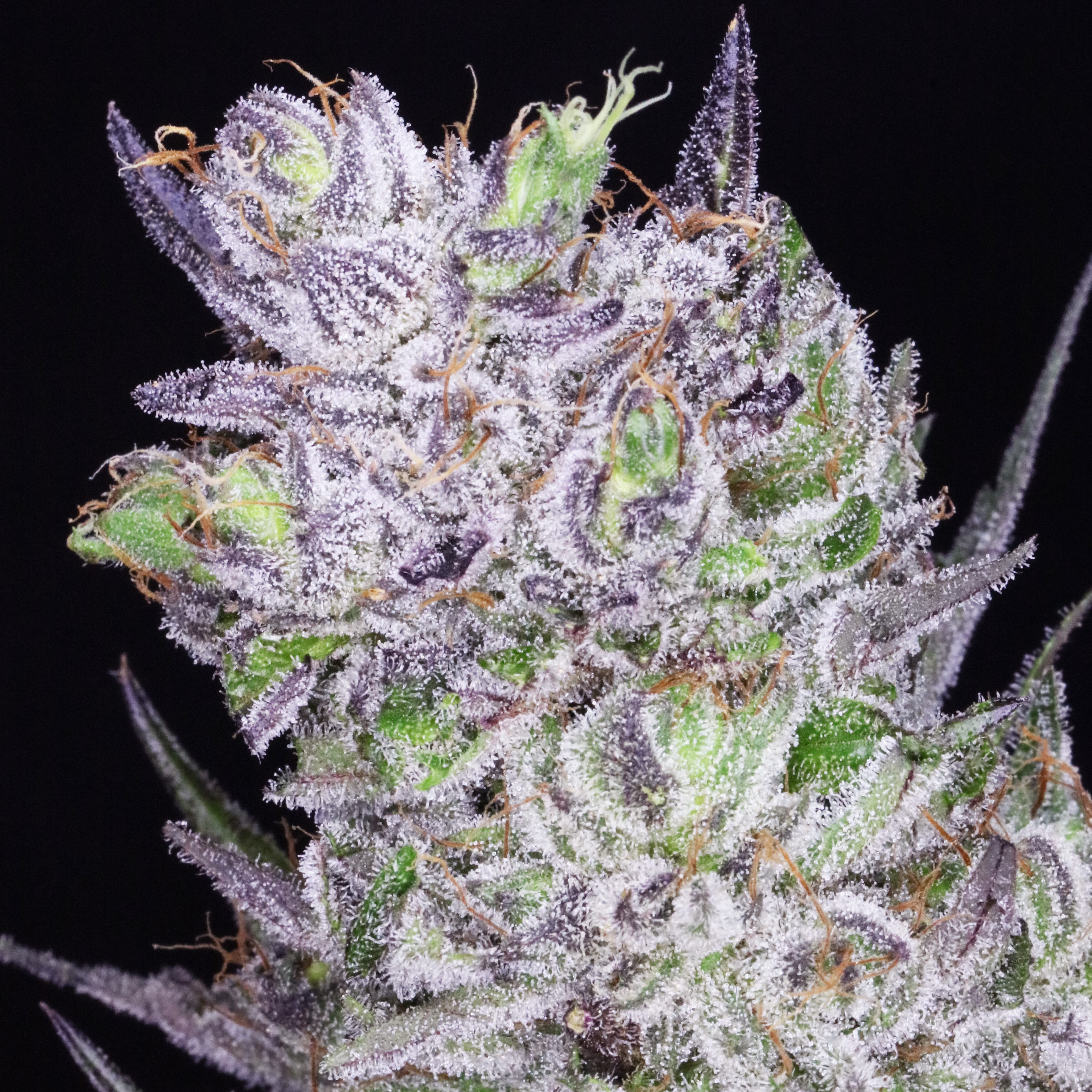 🔥 $79 - 1oz 🔥$49 1/2oz 🔥 *** PREMIUM INDOOR - PICK ANY 2
