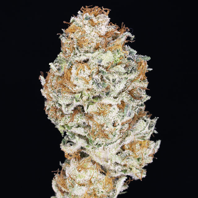 Guava JAH πππ₯ (Mango Thai x Orange Chicken OG)