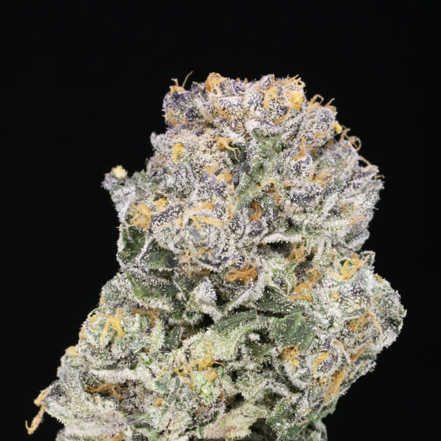 Blueberry JAH 🫐🥧 (Blueberry Pie x Grand Daddy Purple)