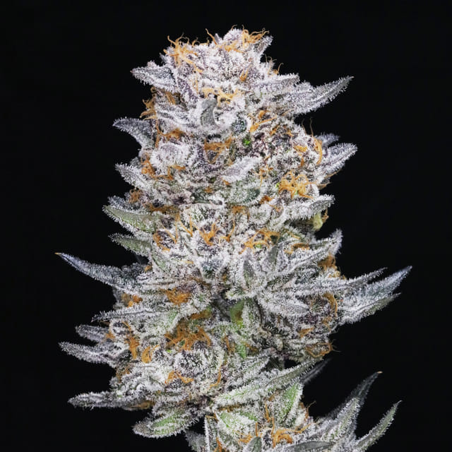 JAH-licious 🍬🫐(Blueberry Pie x GSC x JAH Magic)