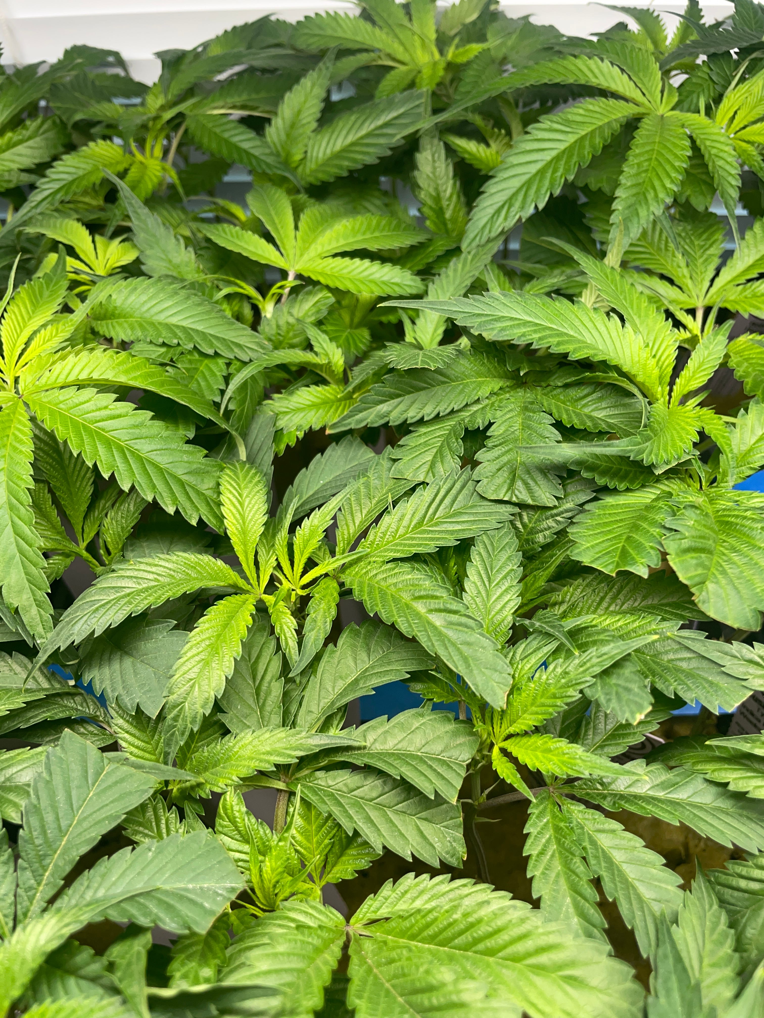 MADD FRUIT CLONE - Purple City Genetics -  - $20 - Immature Plant