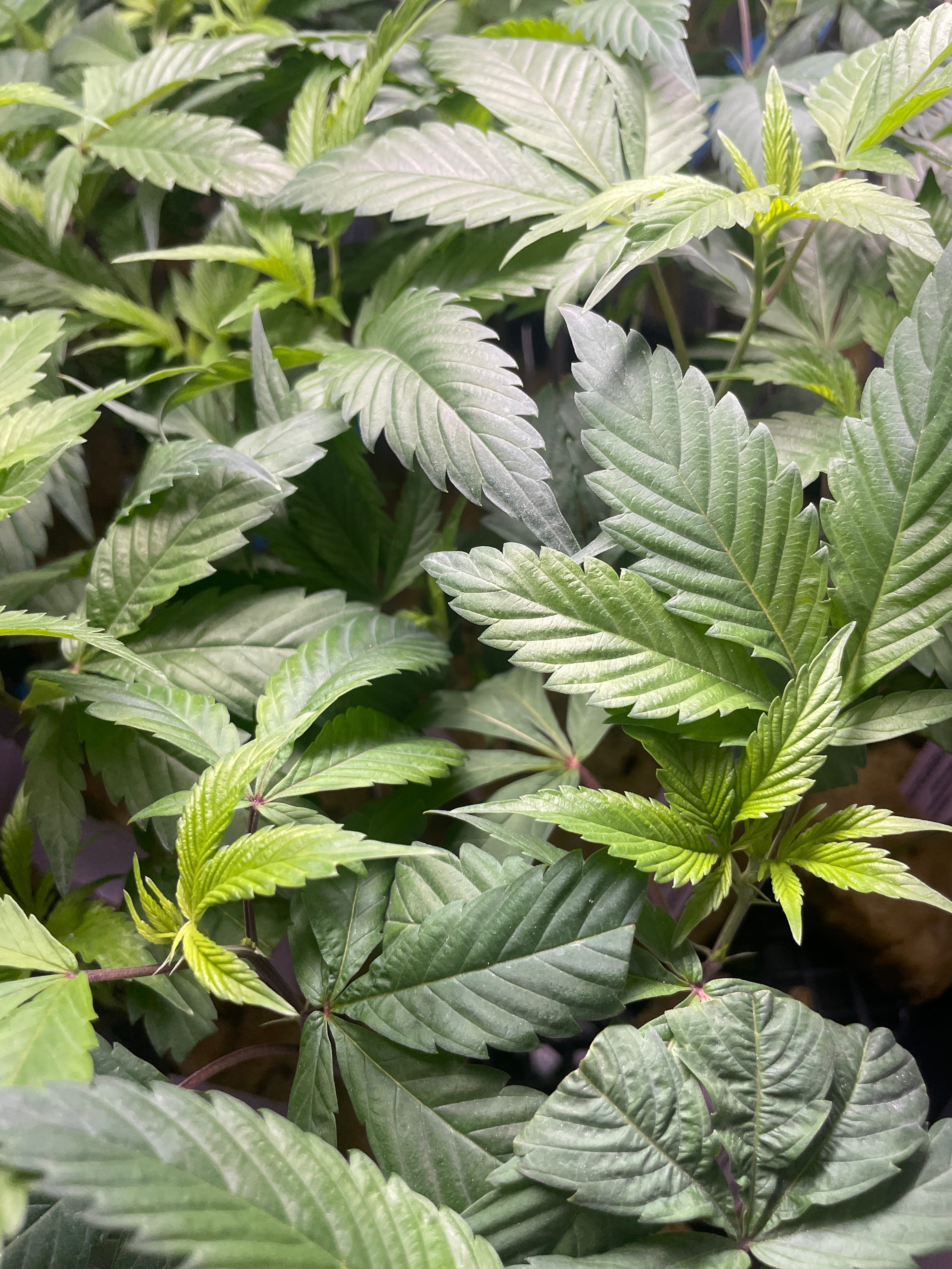 PEAK 112 CLONE - Purple City Genetics -  - $20 - Immature Plant