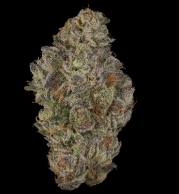 Fig Farms: Koala Crack