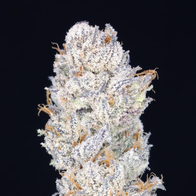 JAH Cookies 🍪 (Original Girl Scout Cookies x Chocolate Thai)