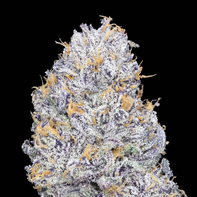 Grand Daddy JAH🫐 🎆