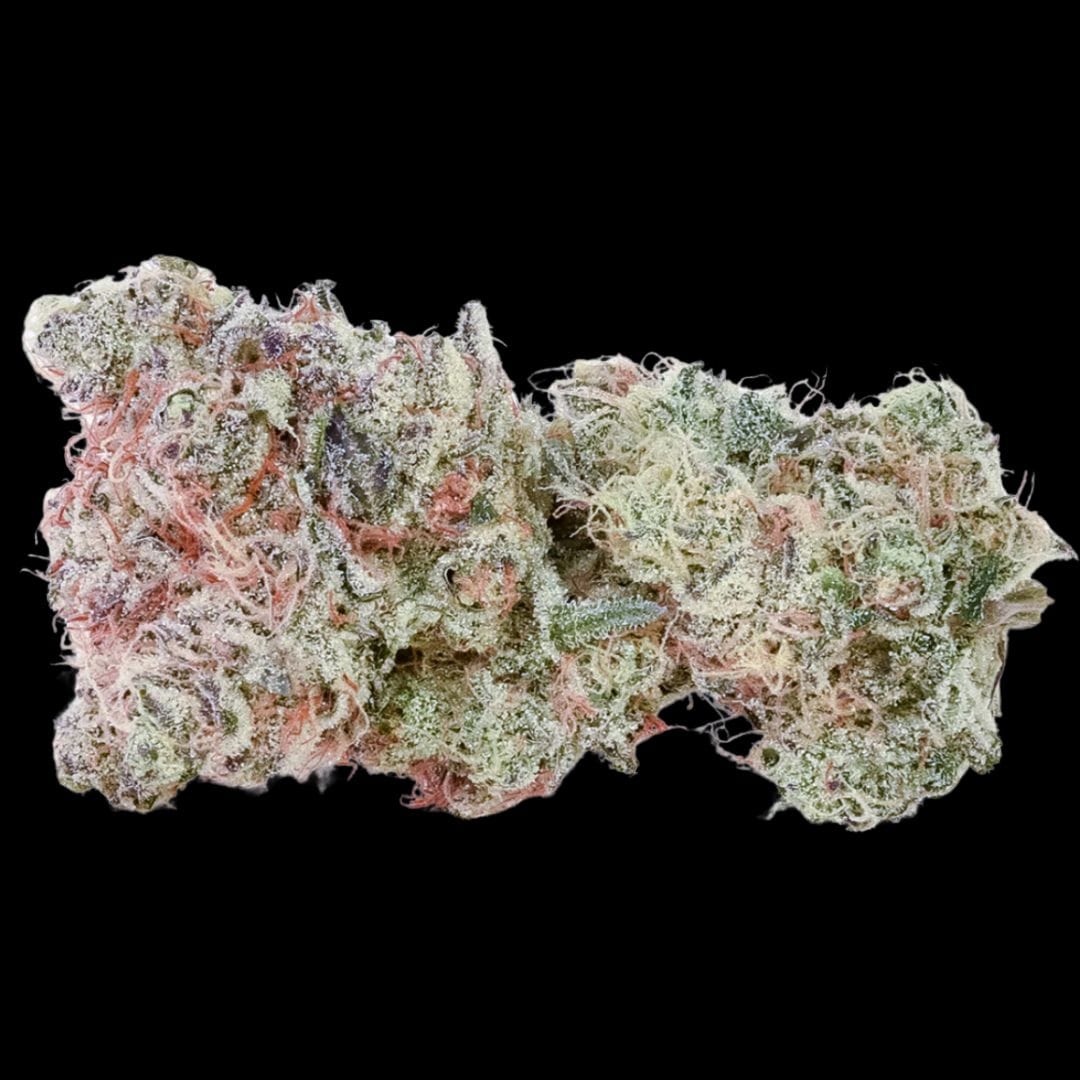Pure Beauty — Gizmo S Oasis