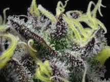 SS - Success Center Cookies - 3.5g Flower