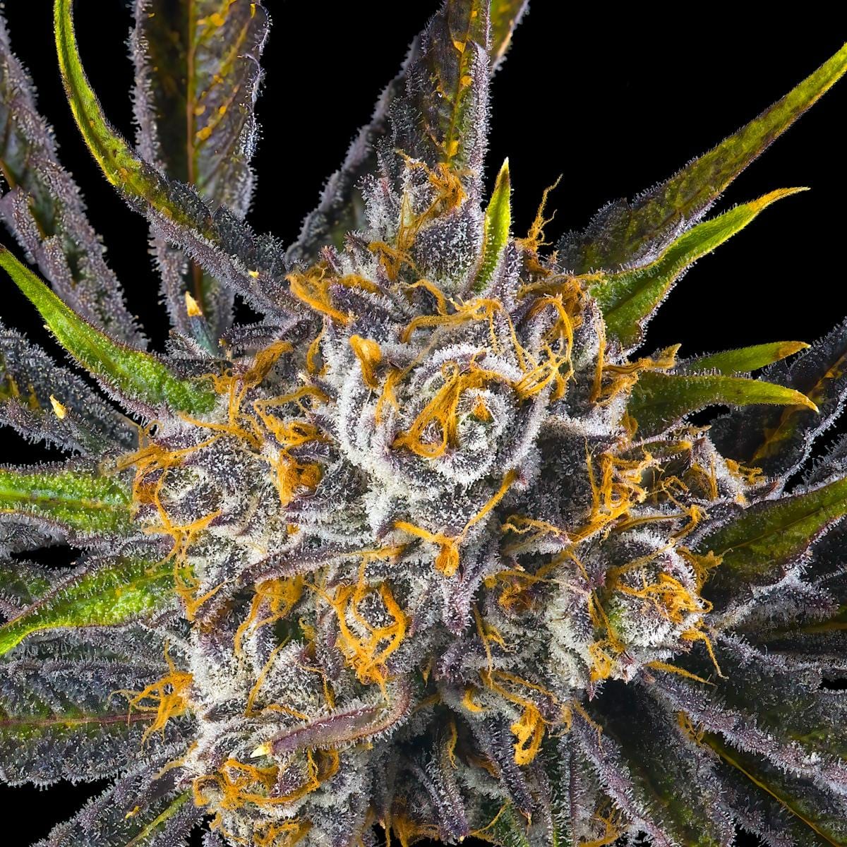 Orange Bellini Gold Blend Cartridge [1g] - Maven Genetics -  - $18 - Vapes