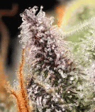 SS - Success Center Kush - 3.5g Flower