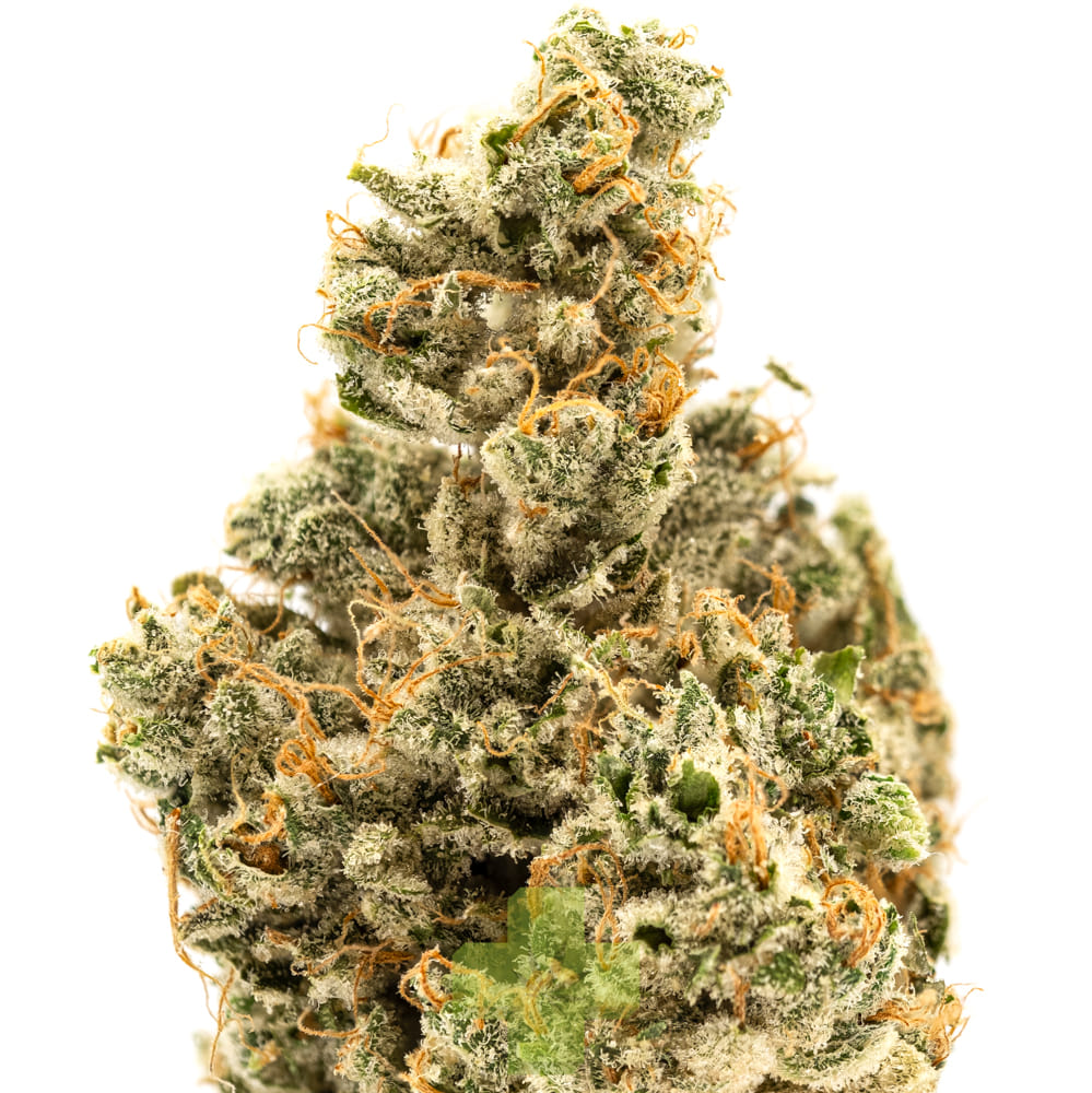 Cannabiotix: Super Mango Haze