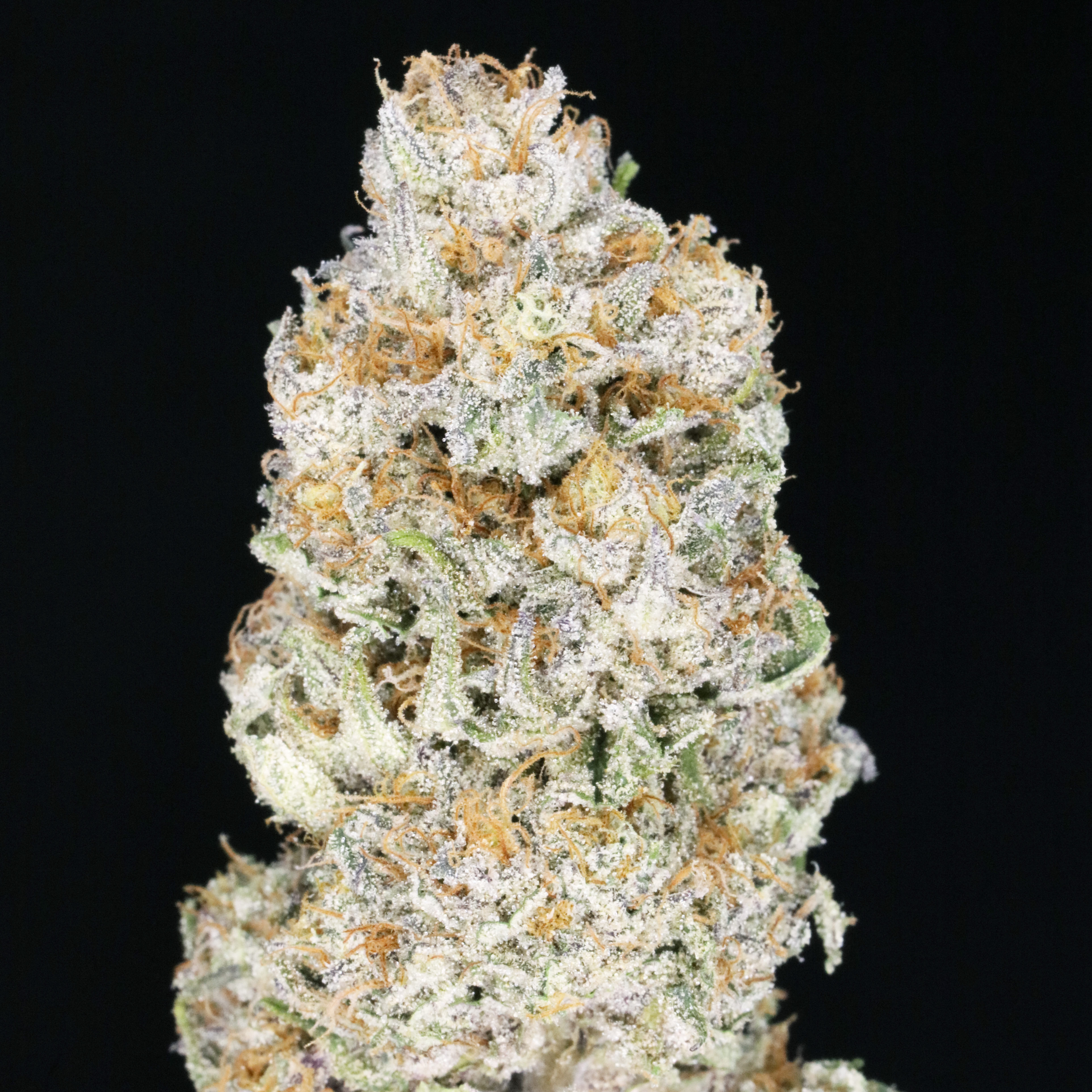 Banana JAH 🍌 (Banana Haze) - JAHnetics | JAHnetics