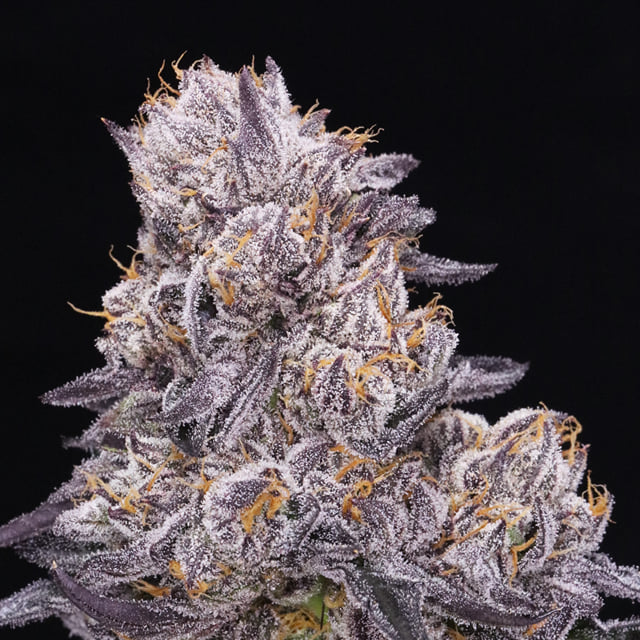 JAH Runtz 🍭🍬(Grand Daddy Purple x Runtz)