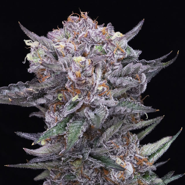 JAHmba Juice πππππ (Purple Haze x Tangie Glue)