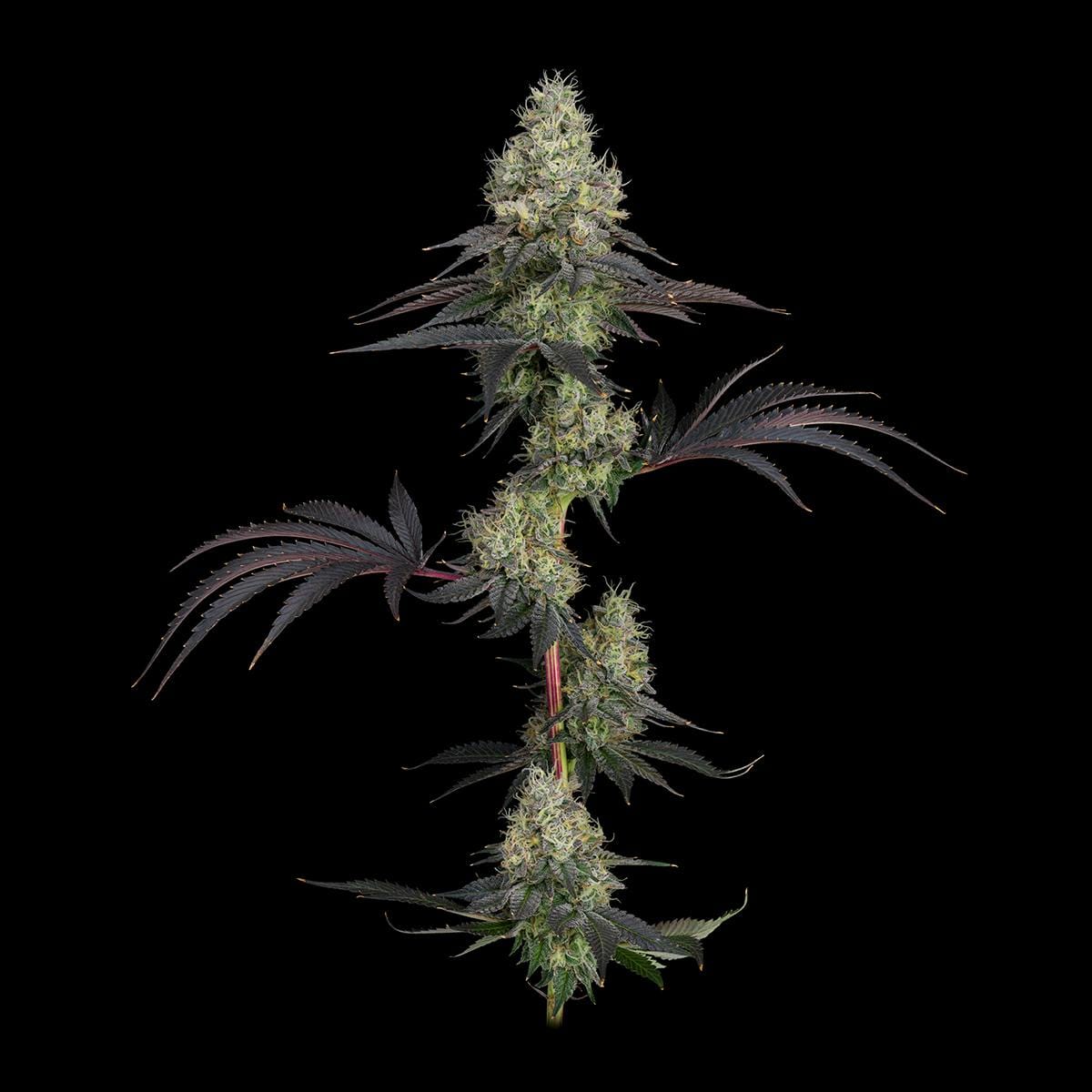 UpNorth - GMO - Pre-Roll - 1g - UpNorth - GMO - Pre-Roll - 1g - $11.99 - Pre-Rolls