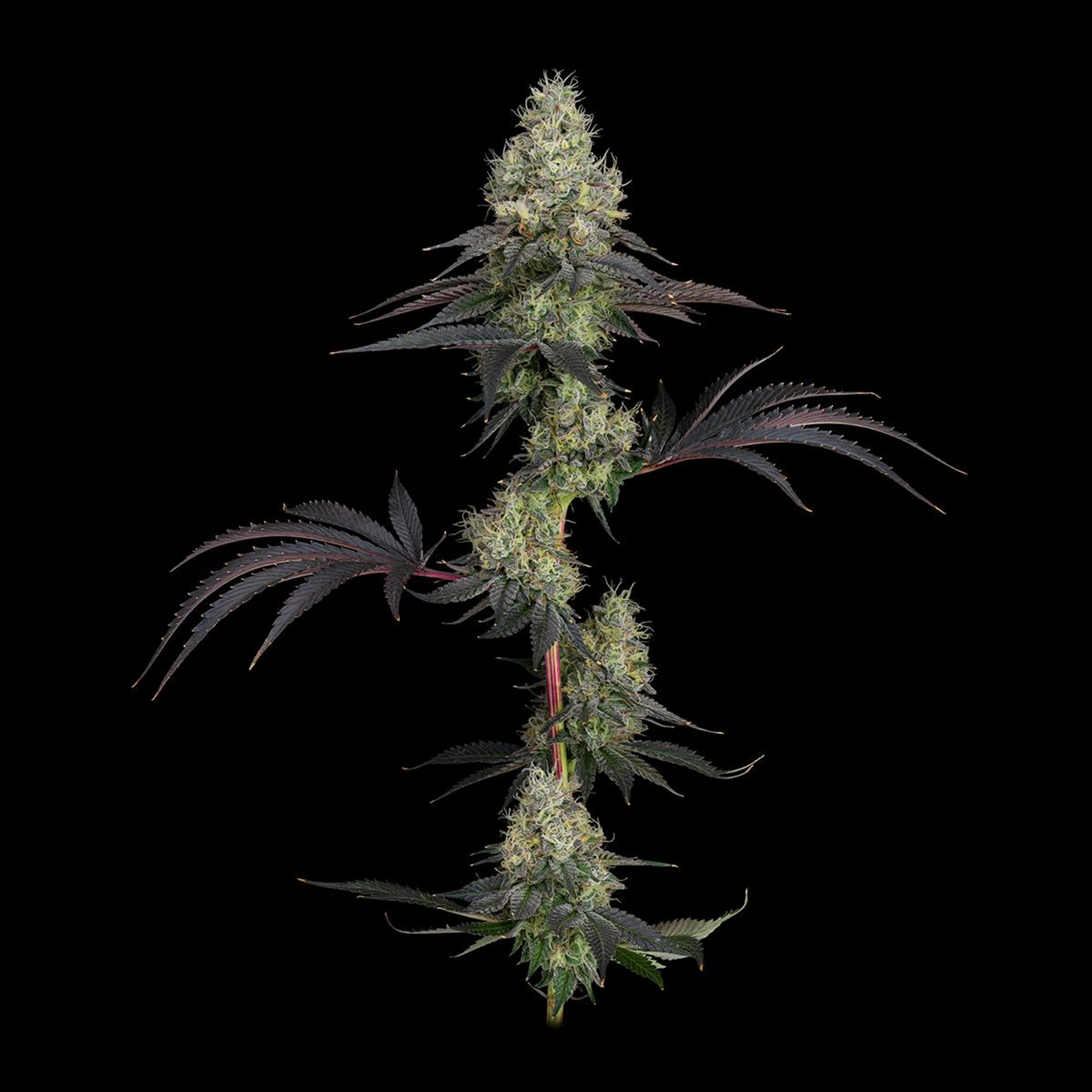 UpNorth - GMO - Pre-Roll - 1g - UpNorth - GMO - Pre-Roll - 1g - $11.99 - Pre-Rolls
