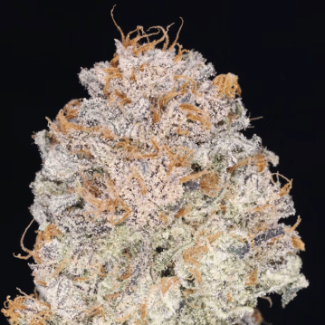 Chocolate Thai 🍫🏝️
