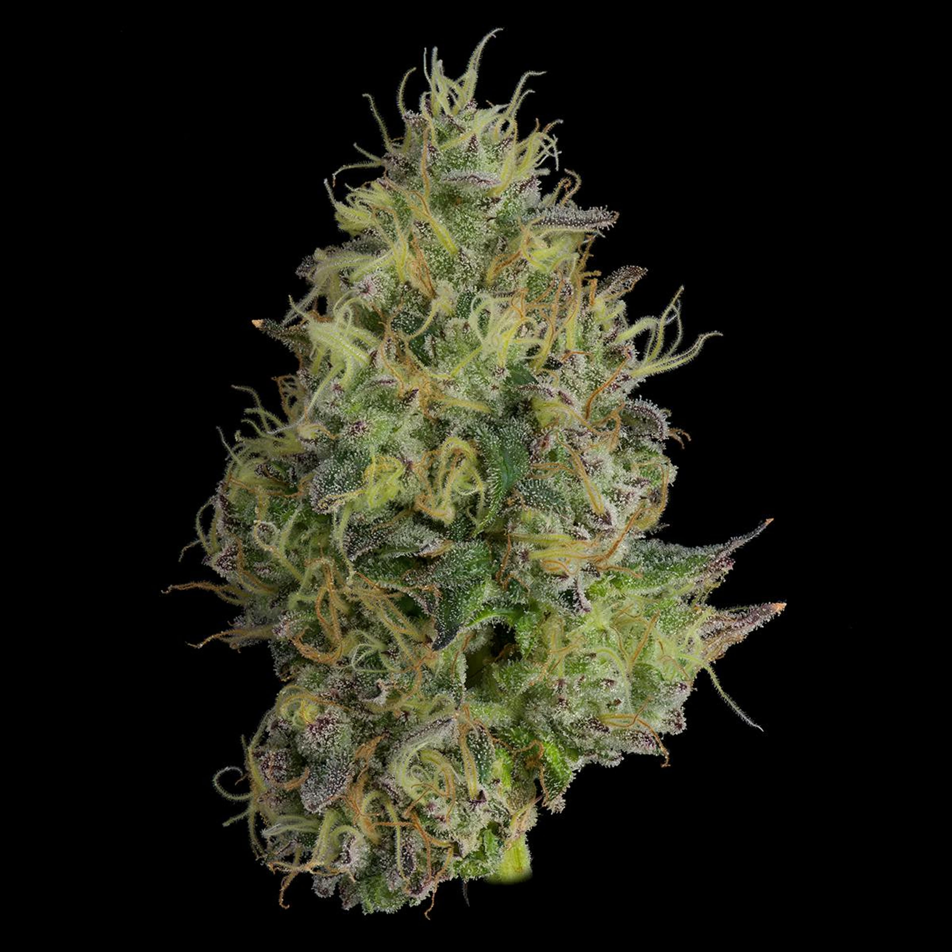 UpNorth - GMO - Pre-Roll - 1g - UpNorth - GMO - Pre-Roll - 1g - $11.99 - Pre-Rolls