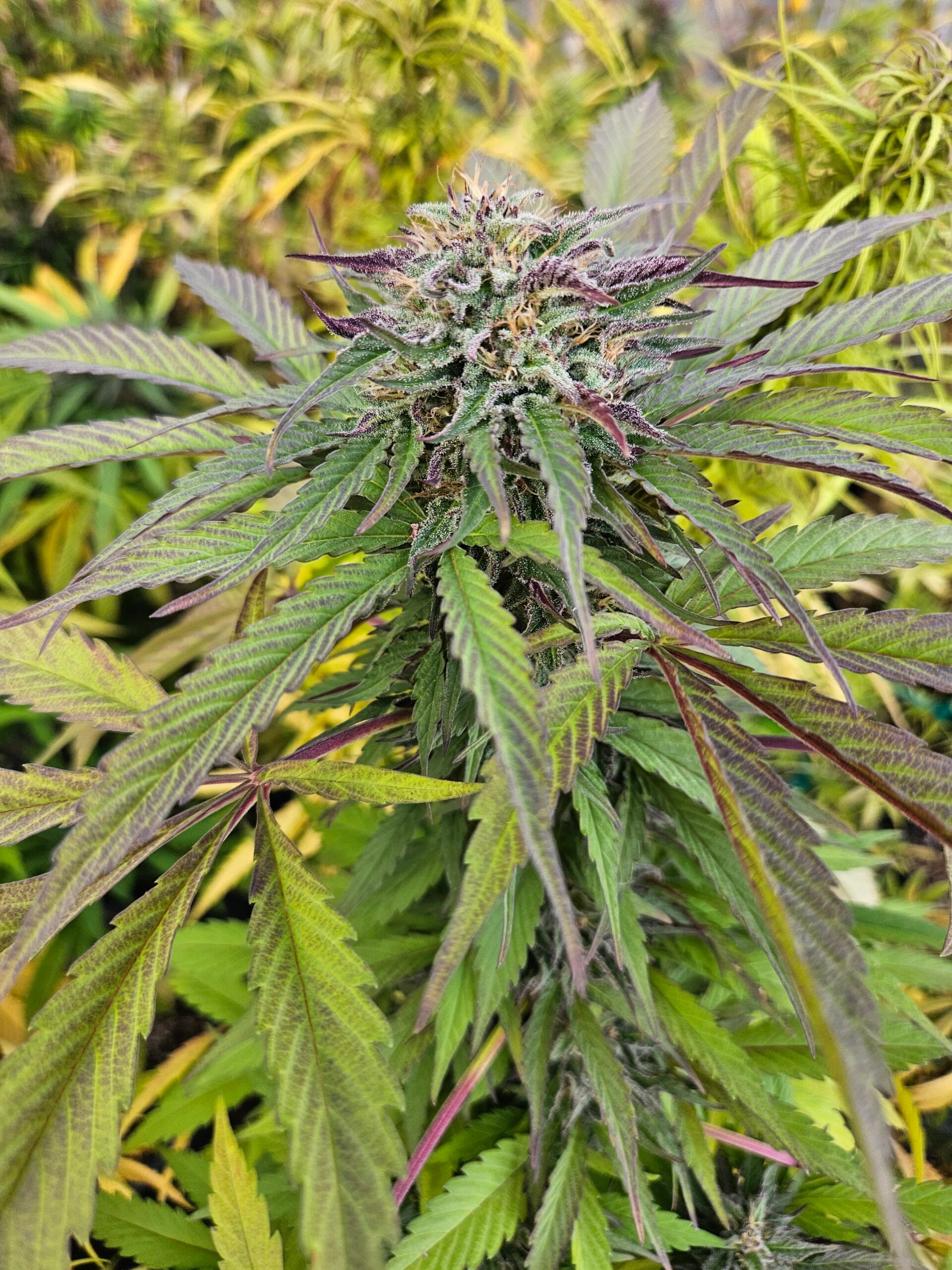 EQ Vintage Strains - EQ Genetics - Jack Herer - $65 - Grow