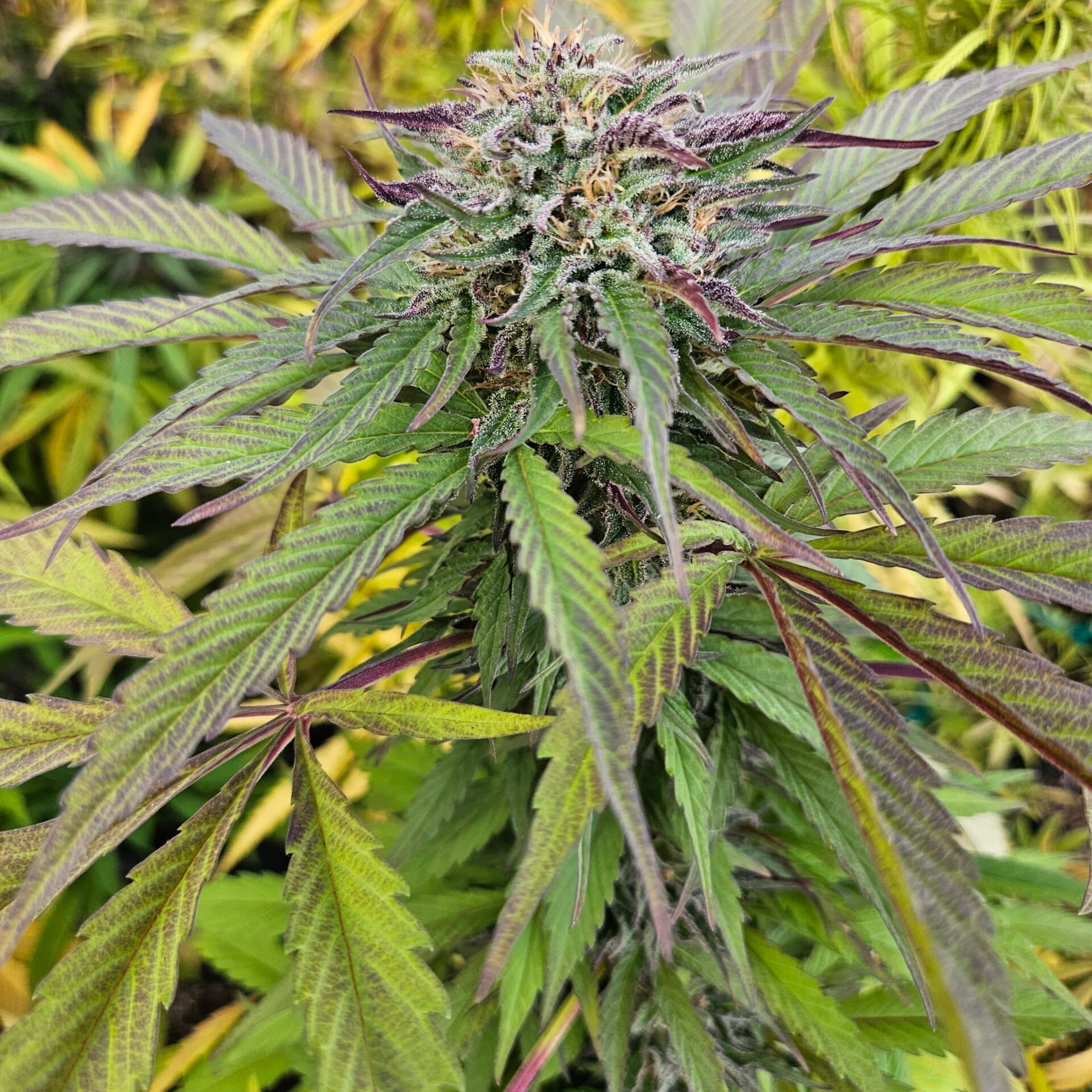 EQ Vintage Strains - EQ Genetics - Jack Herer - $65 - Grow