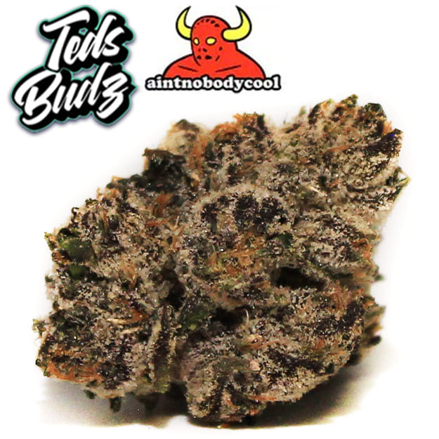 Teds Budz - OOZE - 3.5g - Teds Budz -  - $59.99 - Exotic Genetics
