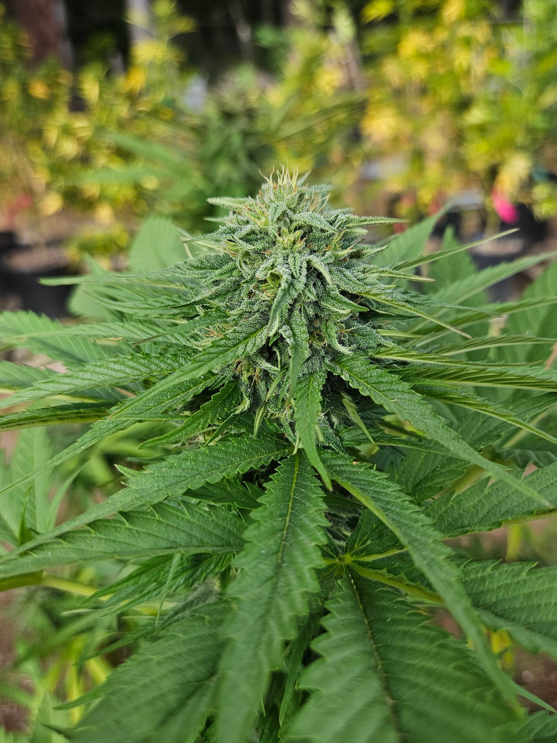 EQ Vintage Strains - EQ Genetics - Jack Herer - $65 - Grow