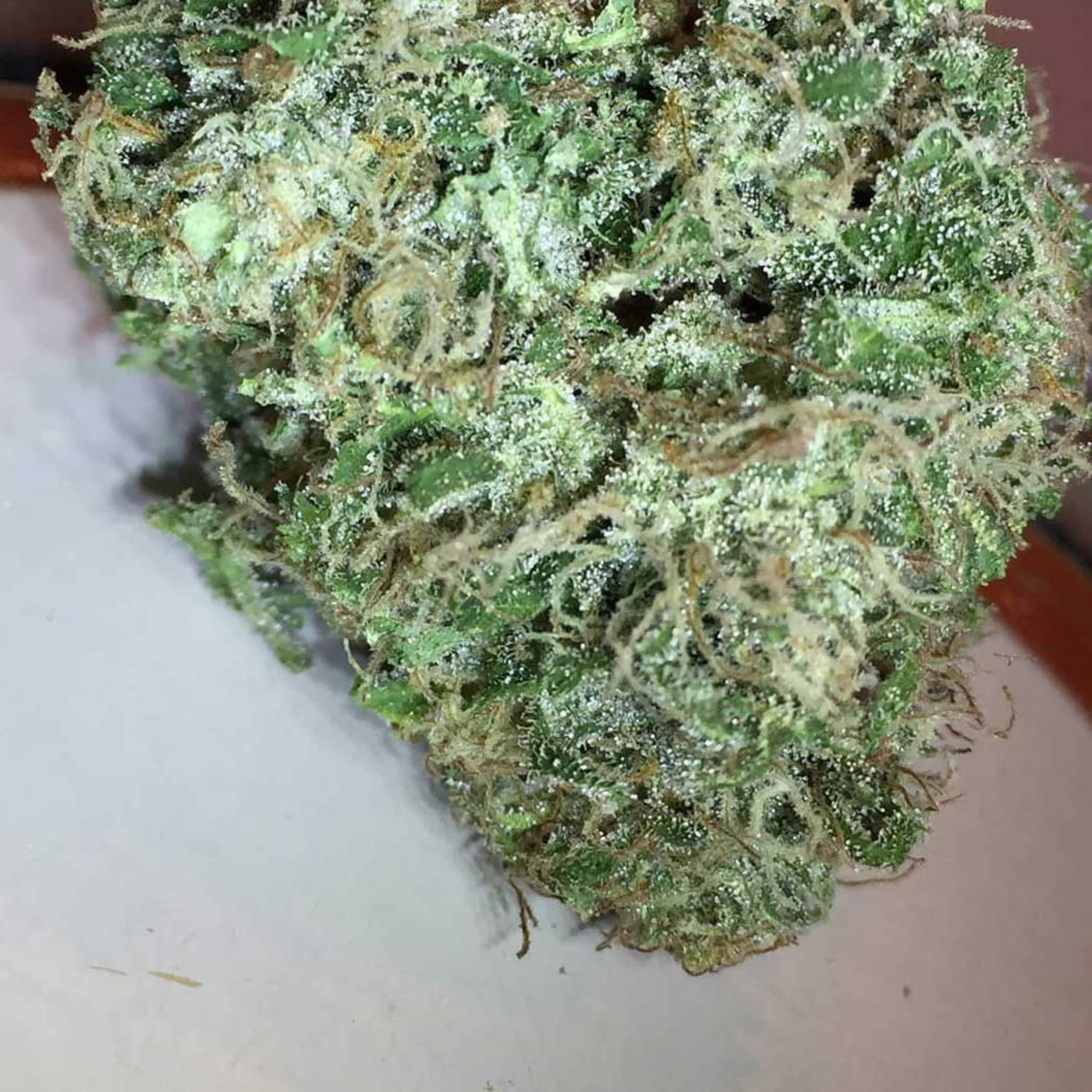 EQ Vintage Strains - EQ Genetics - Jack Herer - $65 - Grow