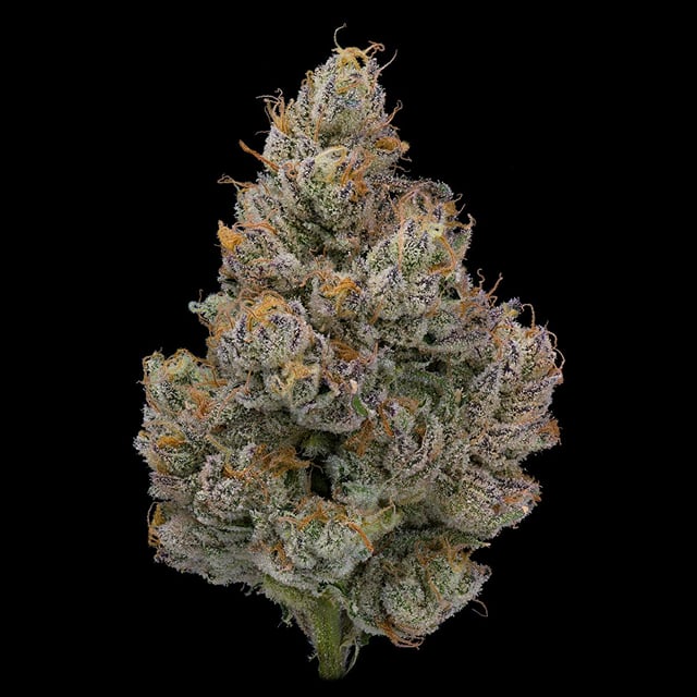 Jungle Juice | 3.5g