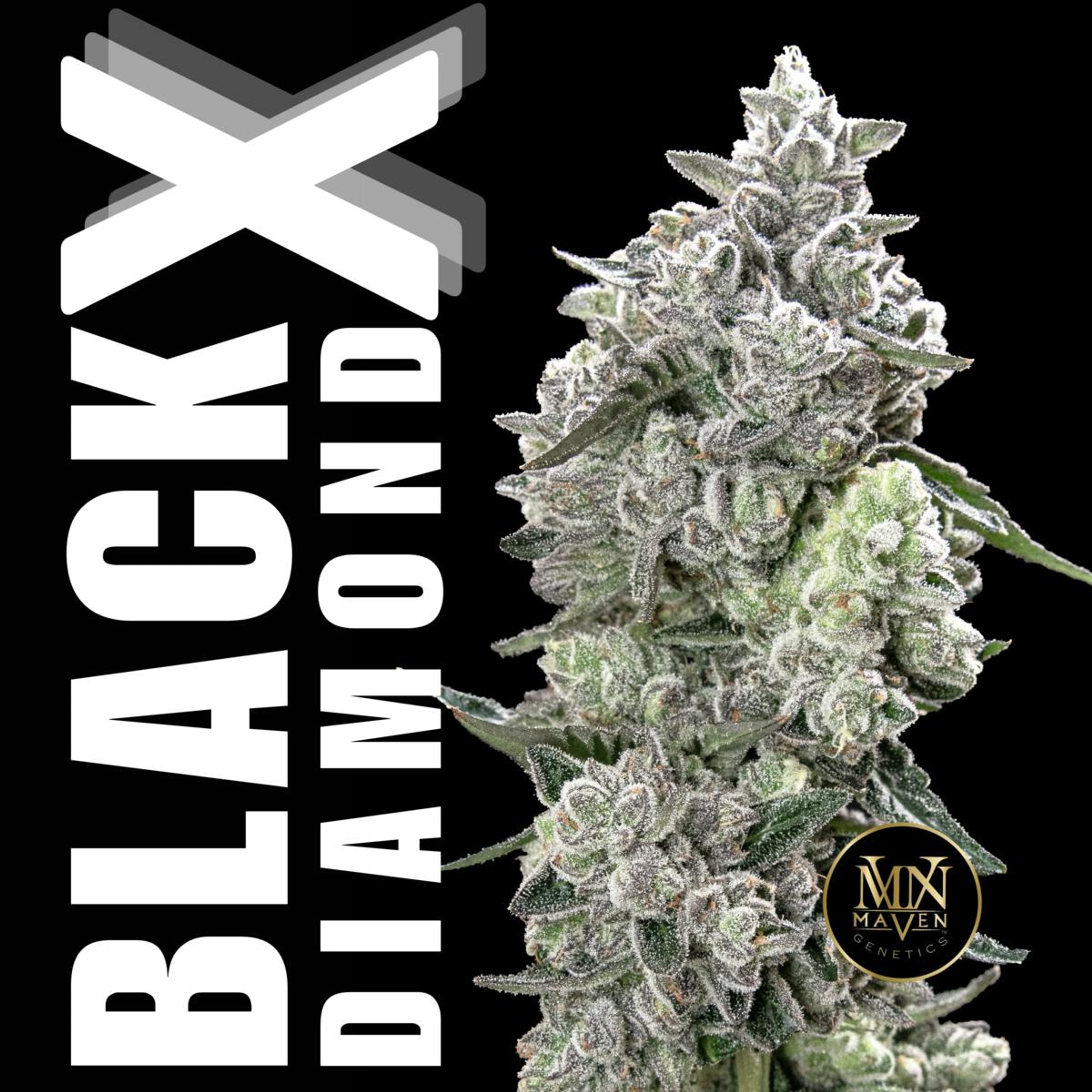 Black Diamond X - Indoor Pre-Rolls - Maven Genetics - 2.5g (5-Pack) - $29.99 - Non-Infused Pre-Rolls