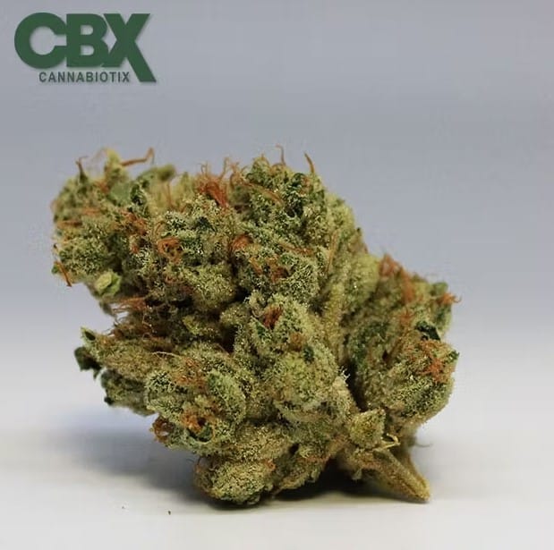 Cannabiotix - Super Mango Haze - 3.5g - Cannabiotix -  - $49.98 - Indoor Flowers
