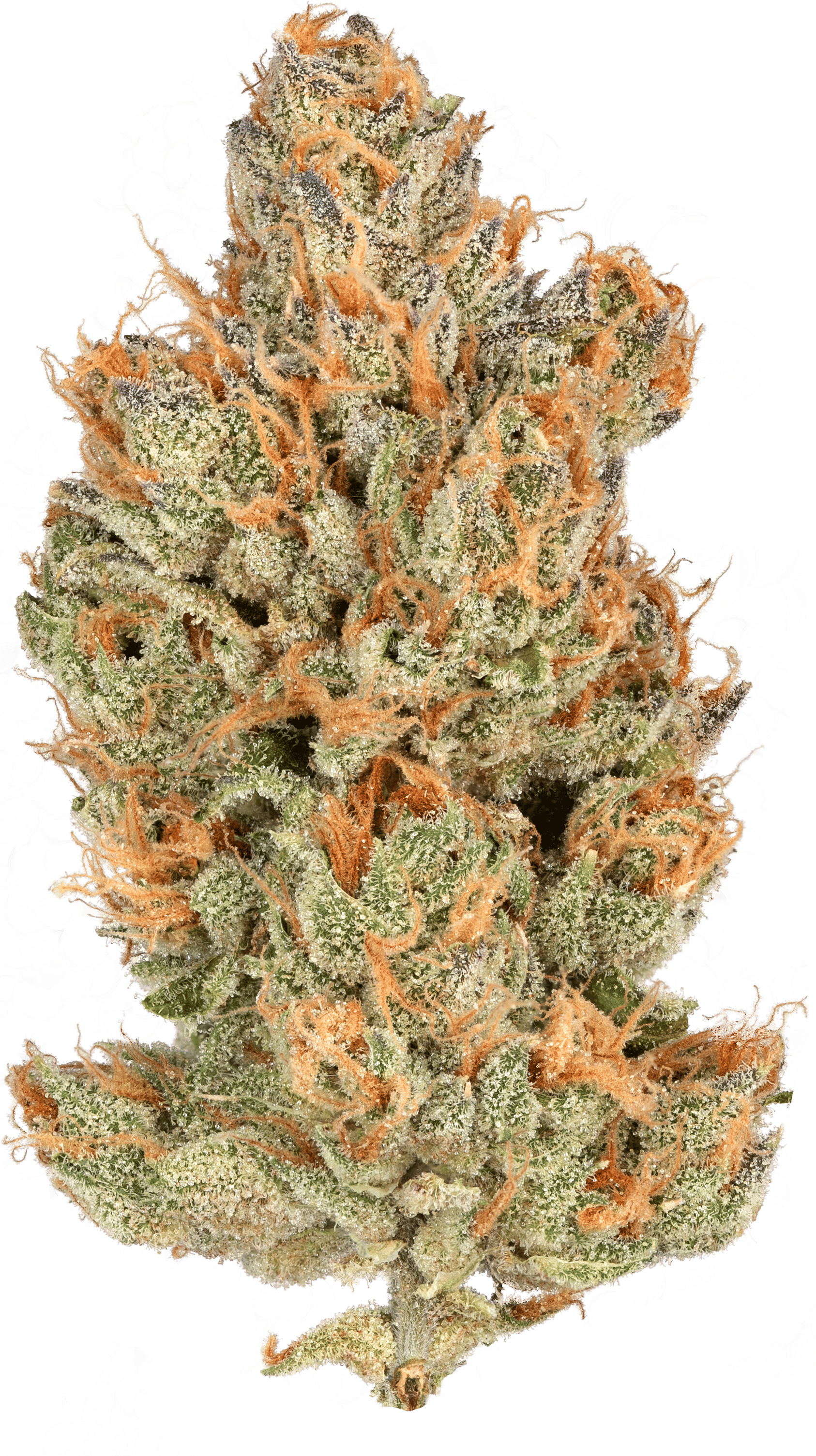 Heirbloom - Orange Crush - Cannabiotix - Eighth - $45 - Flowers