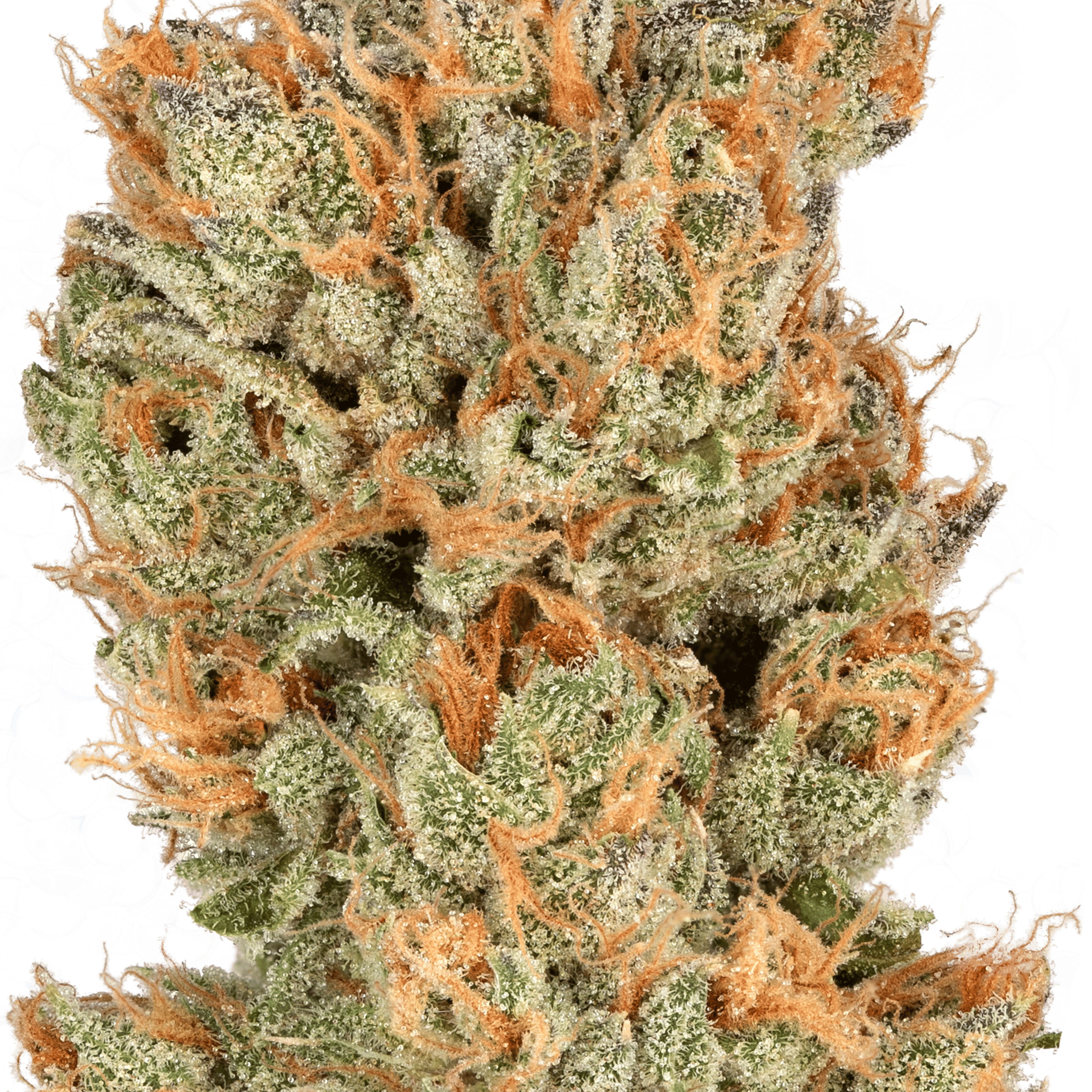 Heirbloom - Orange Crush - Cannabiotix - Eighth - $45 - Flowers