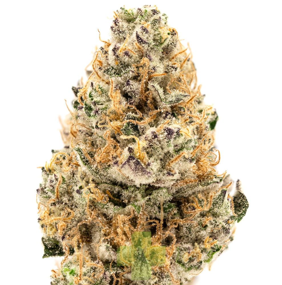 UpNorth: Platinum Afghani
