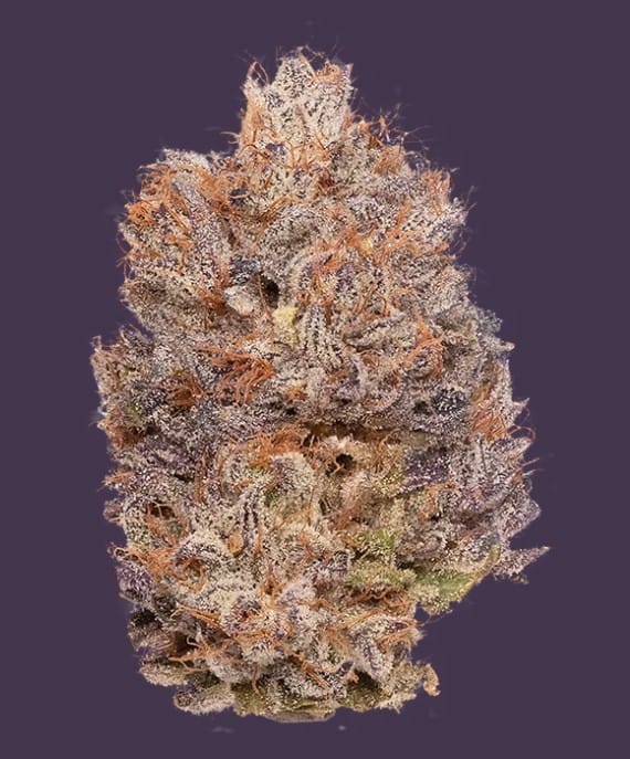 Heirbloom: Blueberry Legacy