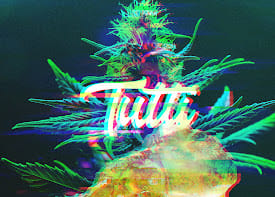 PINEAPPLE EXPRESS 1G VAPE - TUTTI -  - $12.25 - Vape