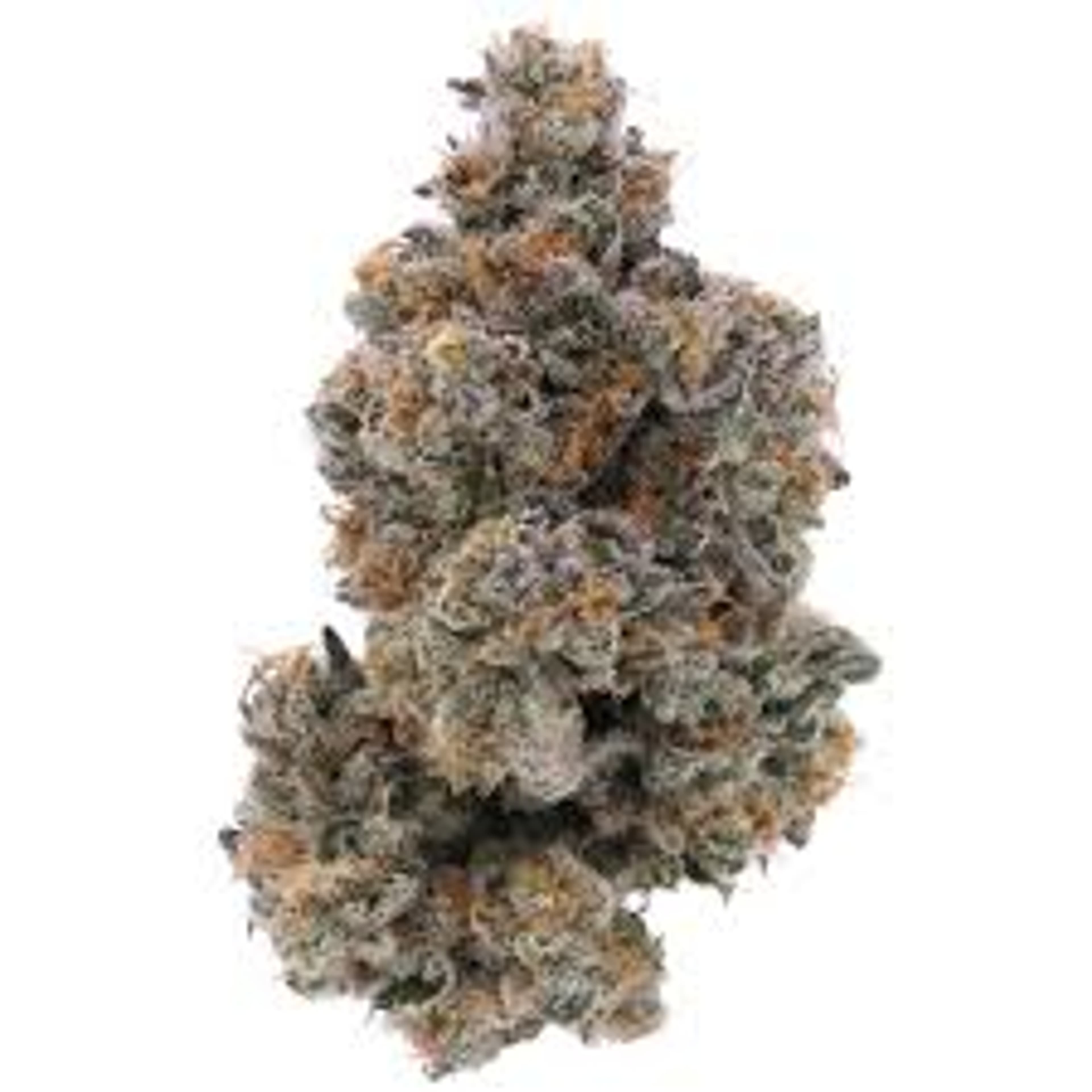 Golden Pear 3.5g (indoor) - Sense - - $29 - Flowers