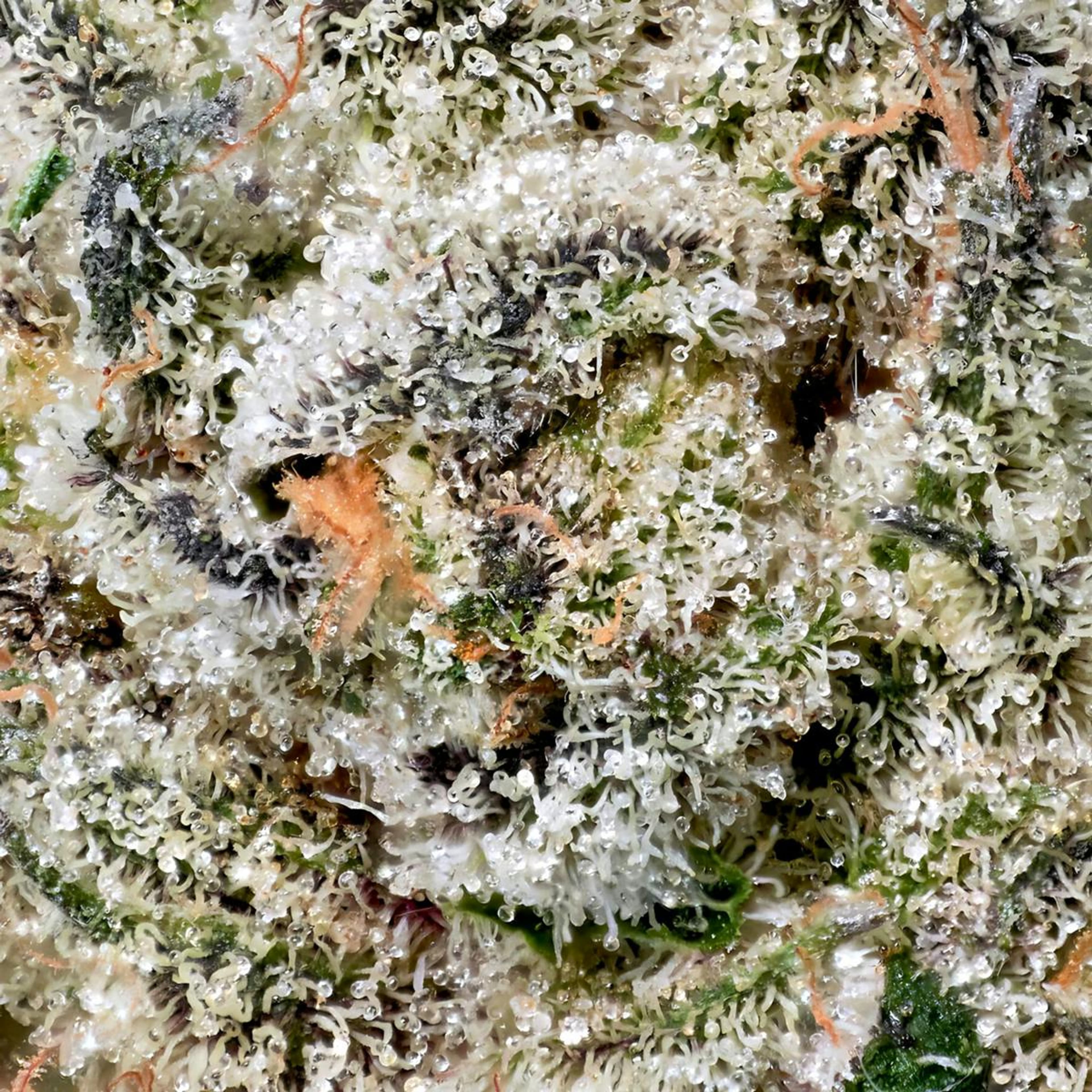 Black Diamond X - Indoor Pre-Rolls - Maven Genetics - 2.5g (5-Pack) - $29.99 - Non-Infused Pre-Rolls