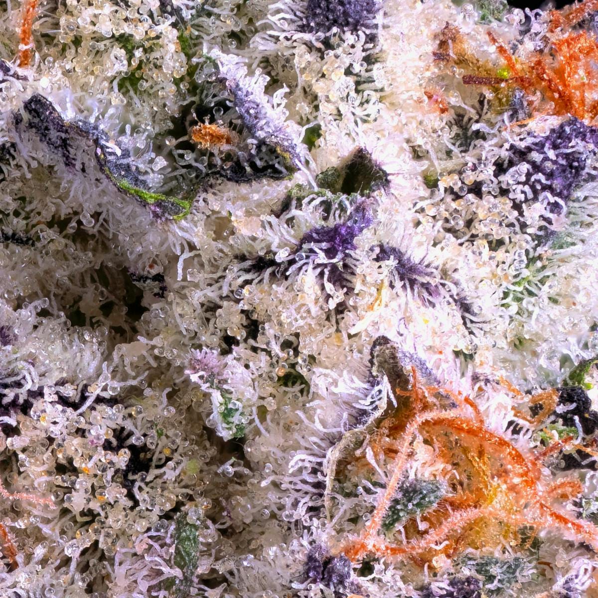 Shangri-La Gold Blend Cartridge [1g] - Maven Genetics -  - $18 - Vapes