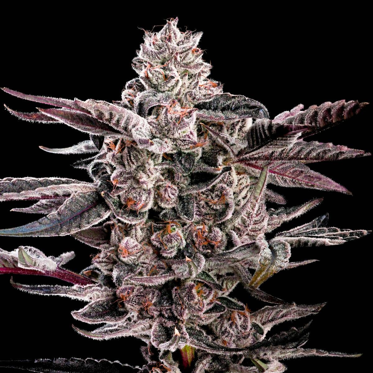 Shangri-La Gold Blend Cartridge [1g] - Maven Genetics -  - $18 - Vapes