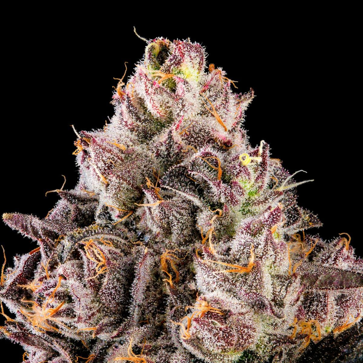 Prizm Gold Blend Cartridge [1g] - Maven Genetics -  - $18 - Vapes