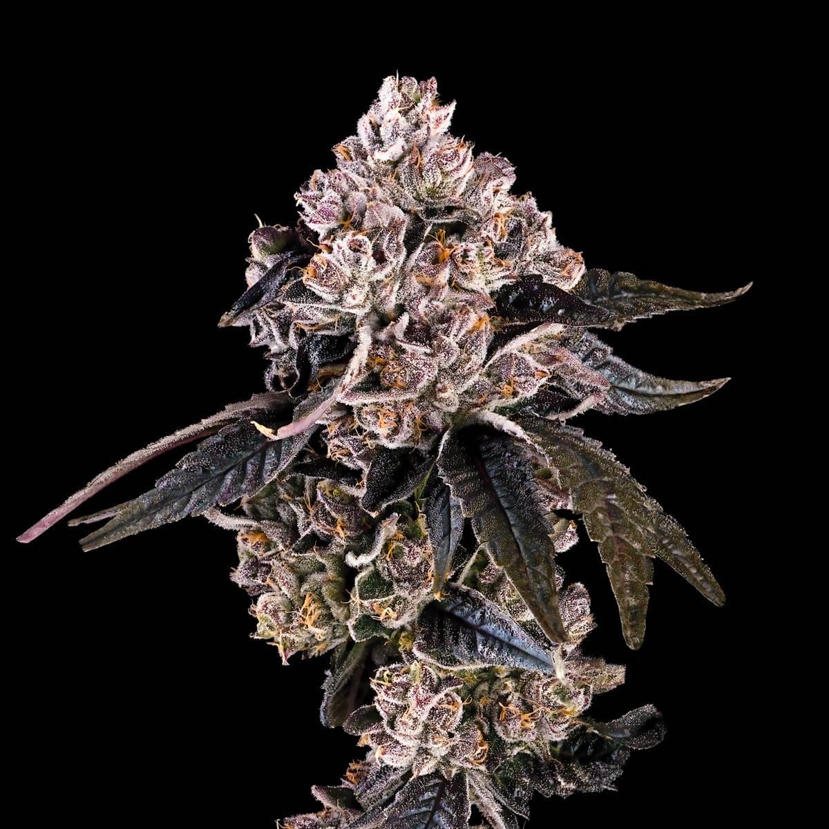 Prizm Gold Blend Cartridge [1g] - Maven Genetics -  - $18 - Vapes