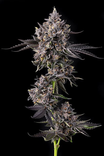 Cosmic Banana | 3.5g
