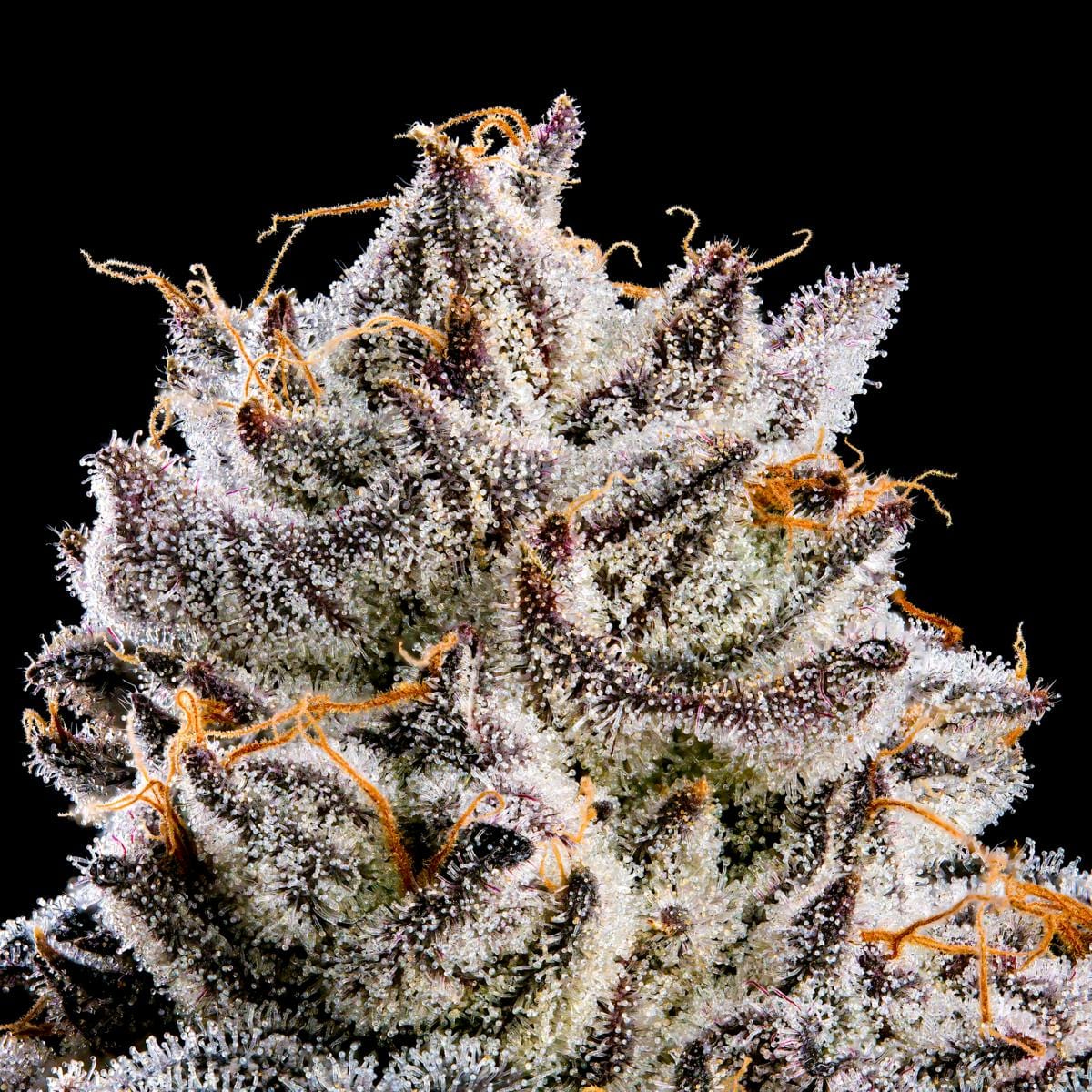 Shangri-La Gold Blend Cartridge [1g] - Maven Genetics -  - $18 - Vapes