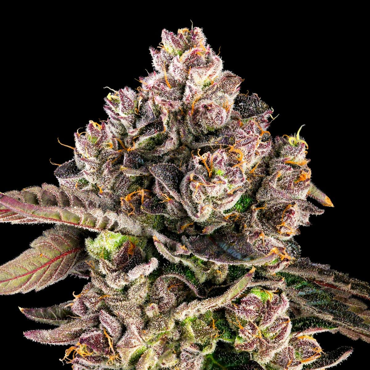 Prizm Gold Blend Cartridge [1g] - Maven Genetics -  - $18 - Vapes