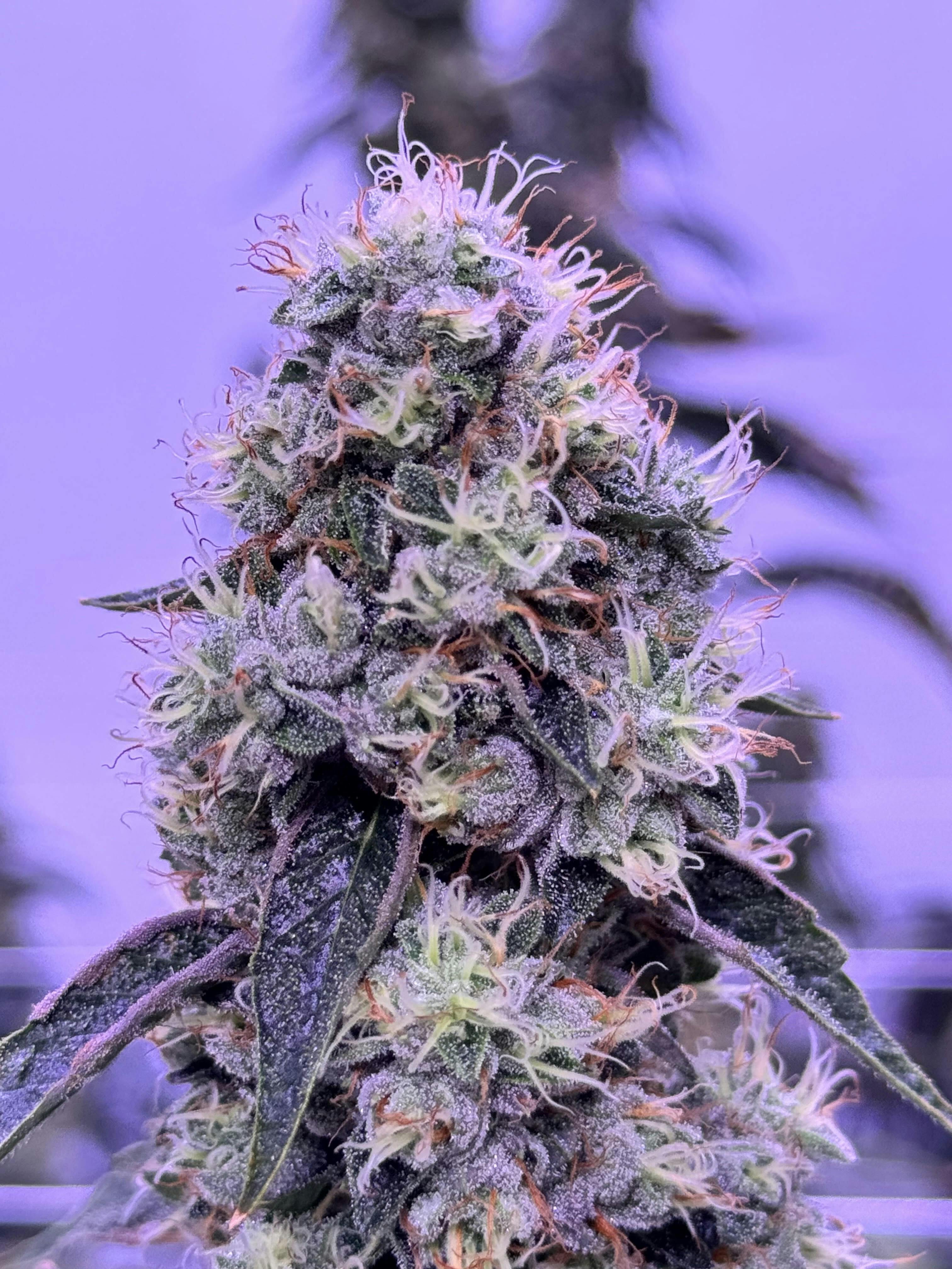 Sticky Status: Cut OG